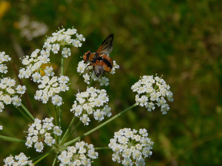 Ectophasia crassipennis - szélespotrohú poloskafürkész
