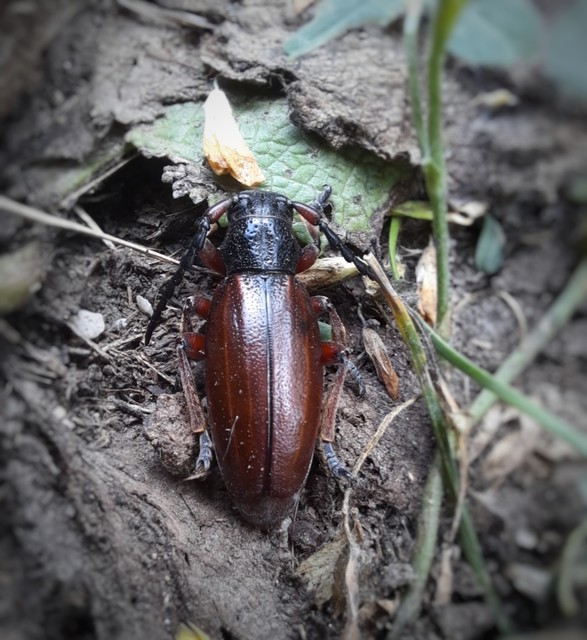 Dorcadion fulvum - barna gyalogcincér Dorcadion fulvum - barna gyalogcincér