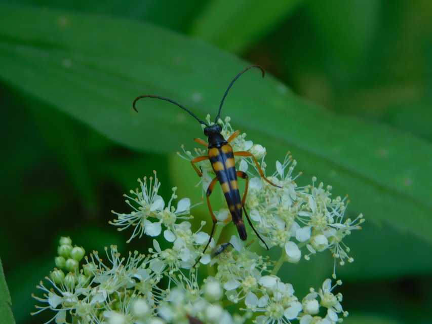 Strangalia attenuata - nyurgacincér