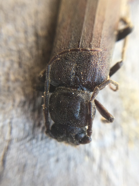 Arhopalus rusticus - gödrösnyakú cincér