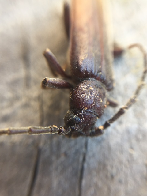 Arhopalus rusticus - gödrösnyakú cincér