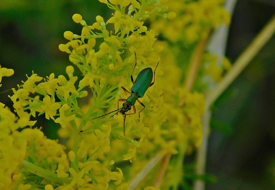 Chrysanthia geniculata - feketecsápú álcincér