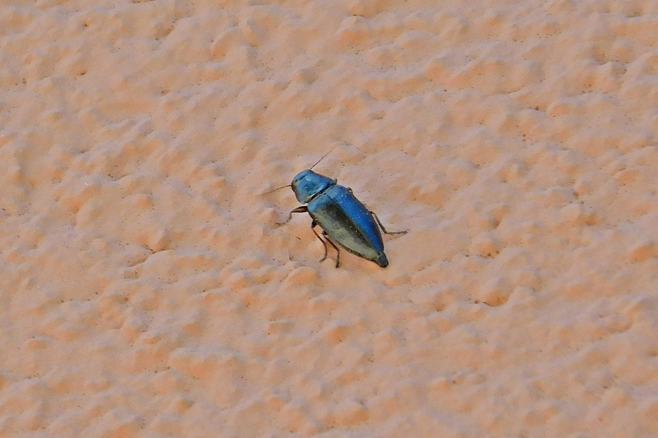 Phaenops cyanea - kék fürgedíszbogár
