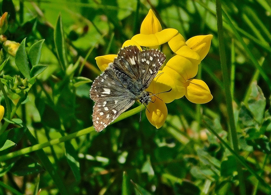 Pyrgus armoricanus - feles busalepke