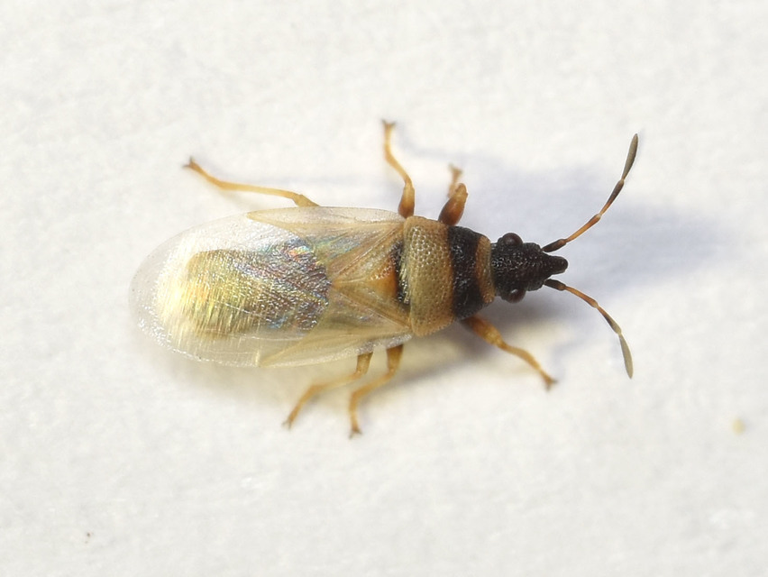 Oxycarenus pallens - fakó bodobács