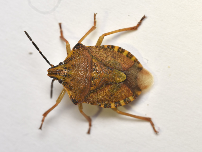 Carpocoris