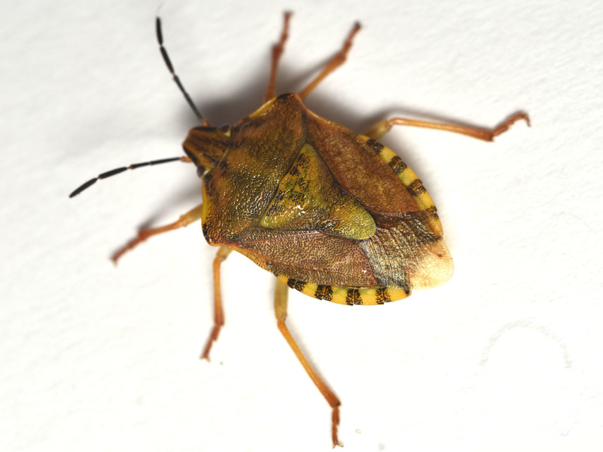 Carpocoris