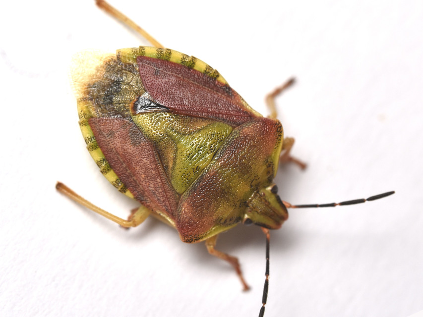Carpocoris