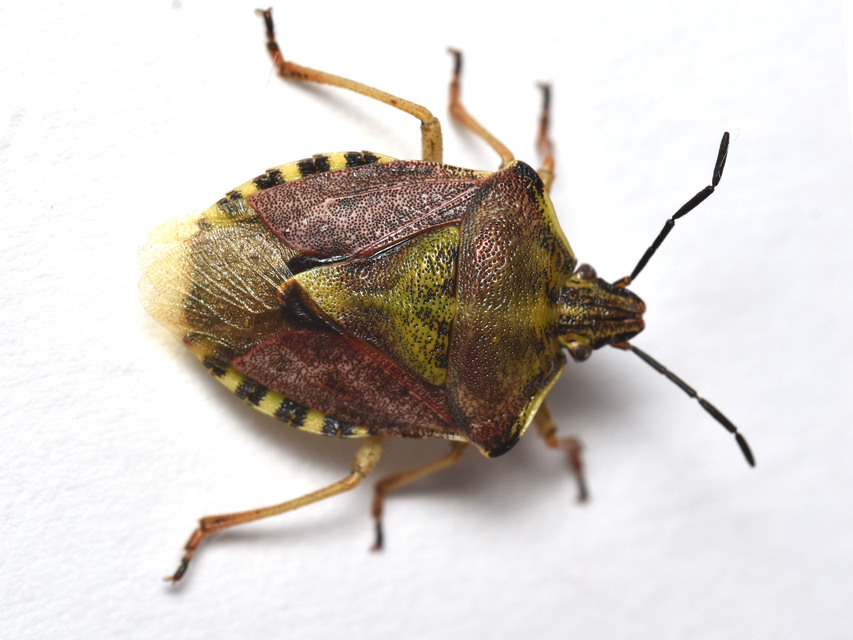 Carpocoris