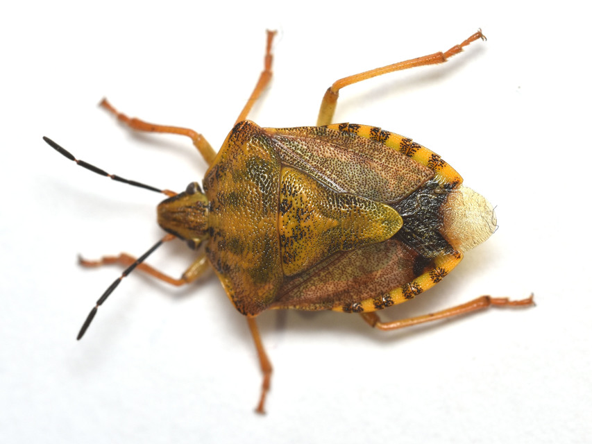 Carpocoris