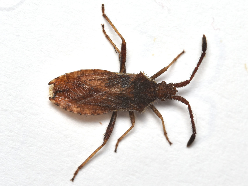Coriomeris