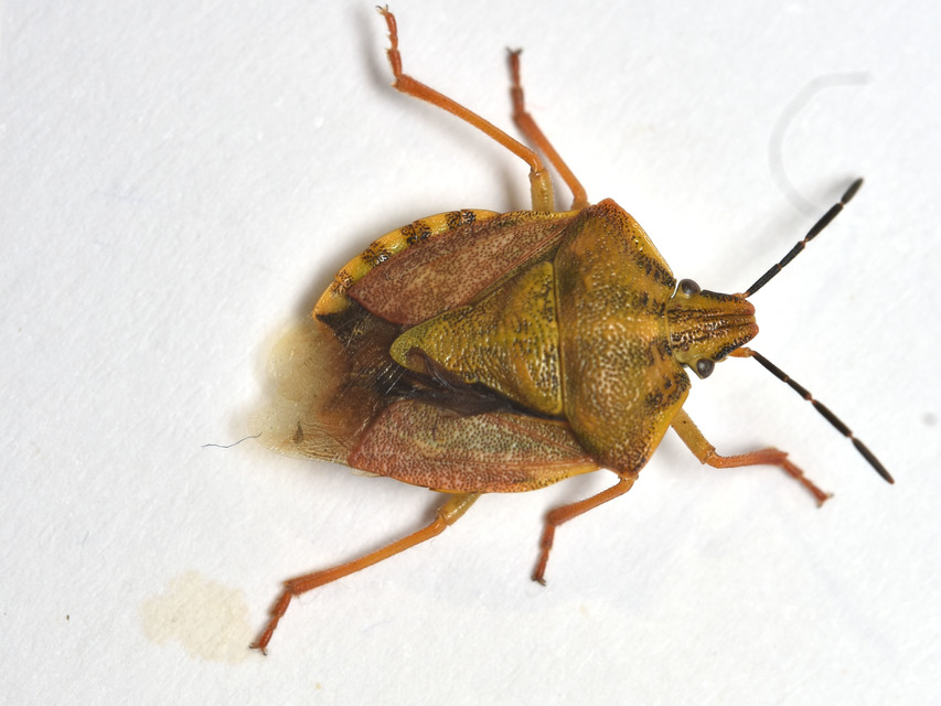 Carpocoris