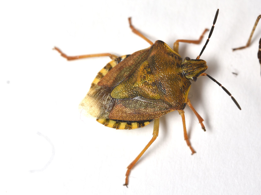 Carpocoris