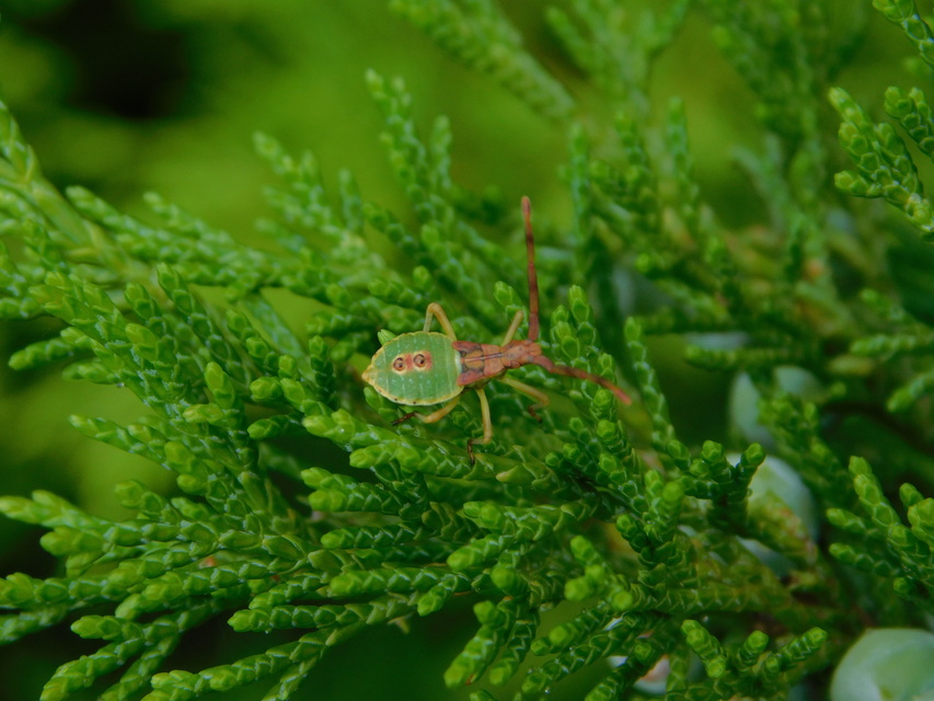 Gonocerus juniperi - boróka-karimáspoloska
