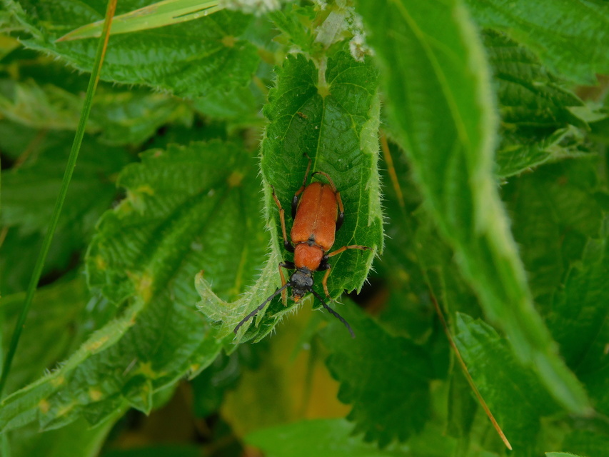 Stictoleptura rubra - vörös virágcincér