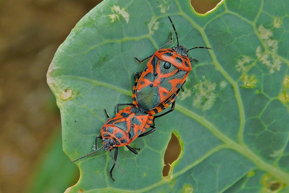 Eurydema ventralis - káposztapoloska