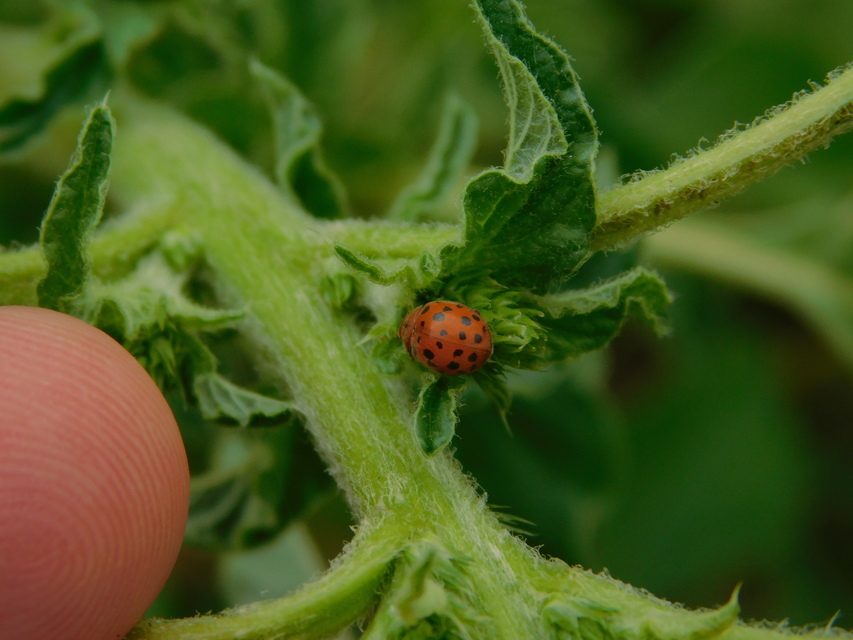 Subcoccinella vigintiquatuorpunctata - lucernaböde