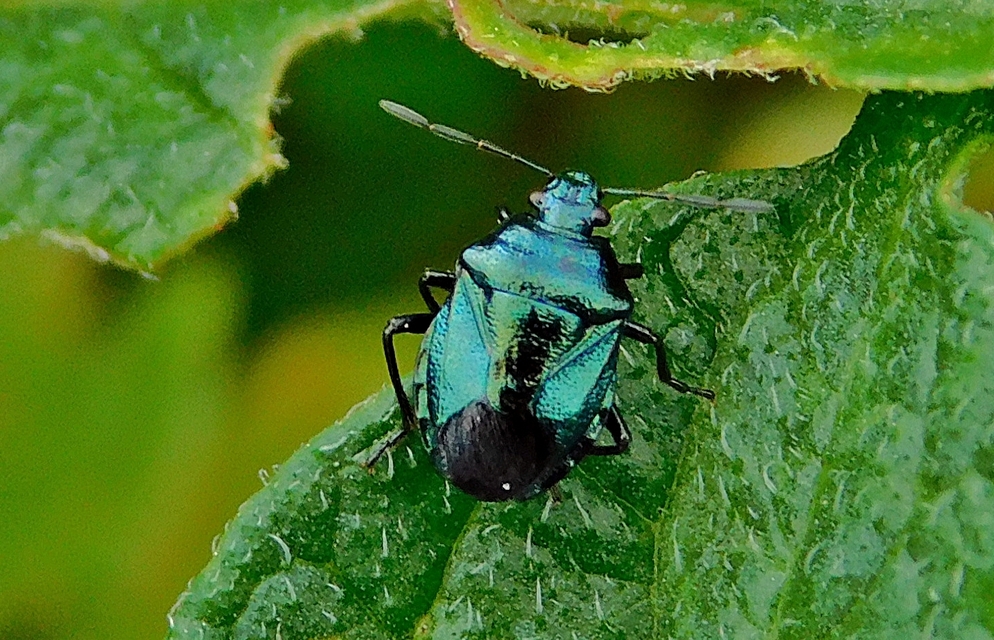 Zicrona caerulea - acélkék poloska Zicrona caerulea - acélkék poloska