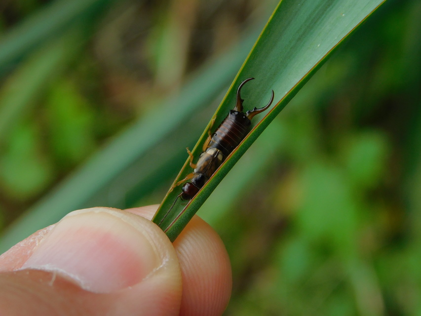 Forficula auricularia - közönséges fülbemászó