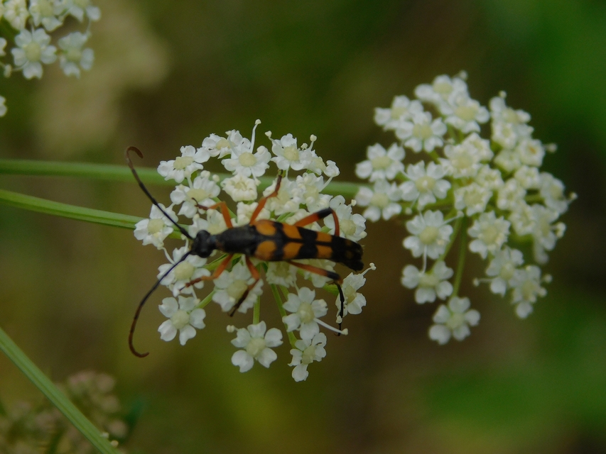 Strangalia attenuata - nyurgacincér