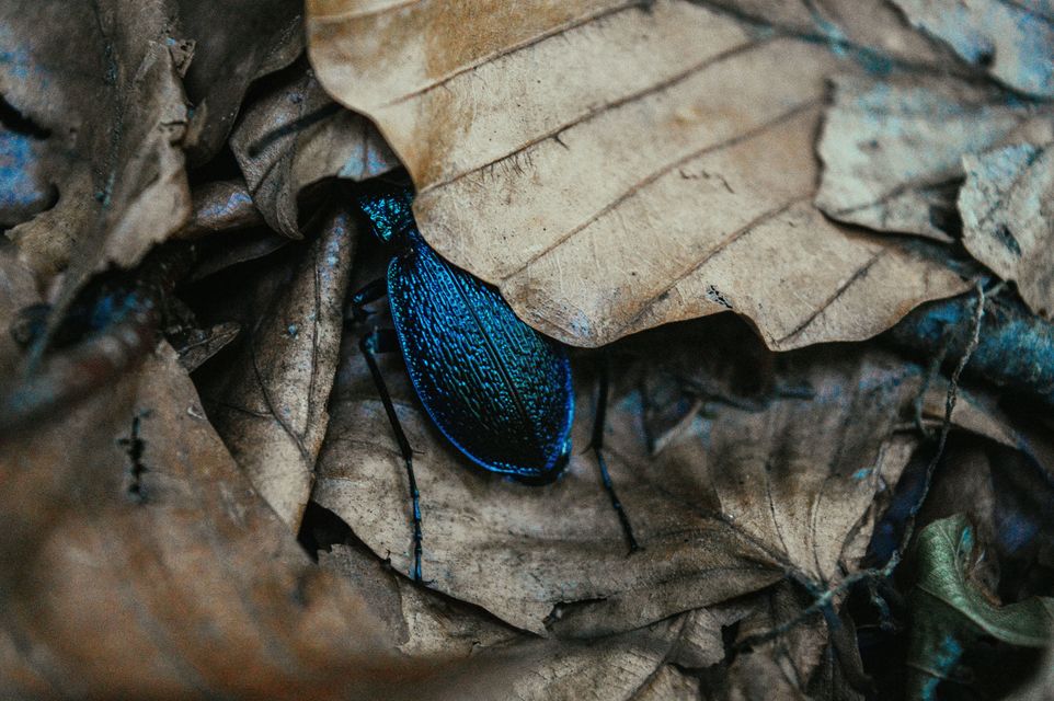 Carabus intricatus - kék laposfutrinka