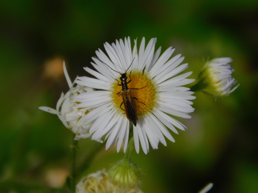Oedemera femorata - sárgahátú álcincér