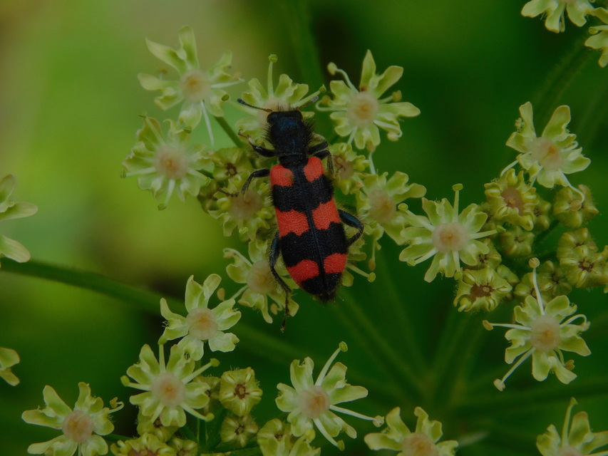 Trichodes favarius - hatfoltos méhészbogár