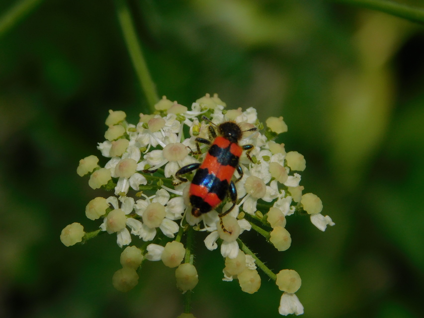 Trichodes apiarius - szalagos méhészbogár