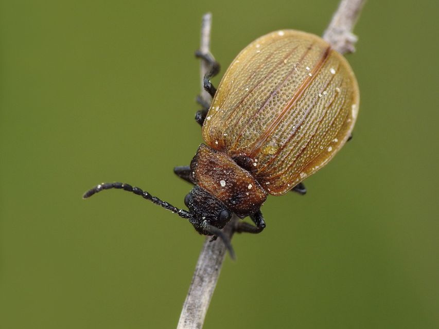 Galeruca pomonae - barna olajosbogár