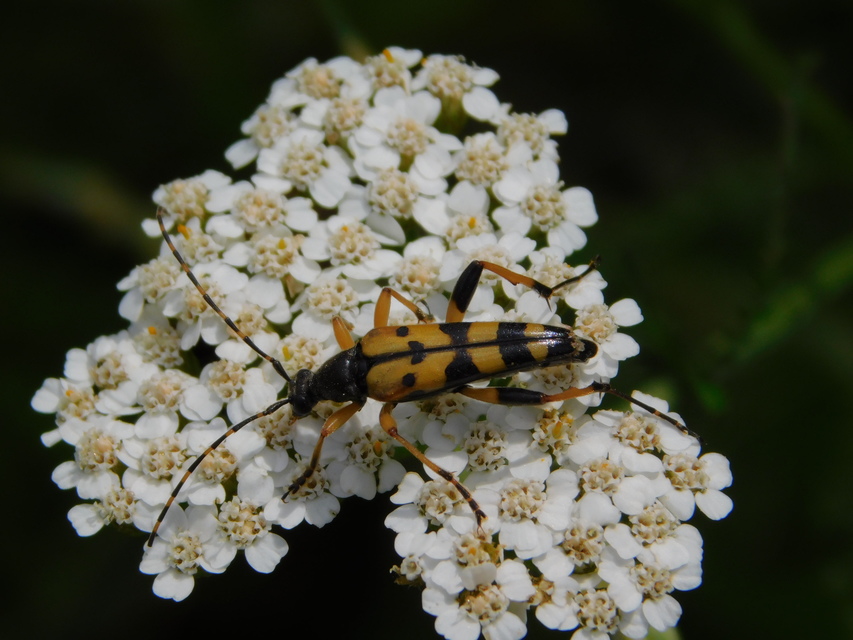 Rutpela maculata - tarkacsápú karcsúcincér