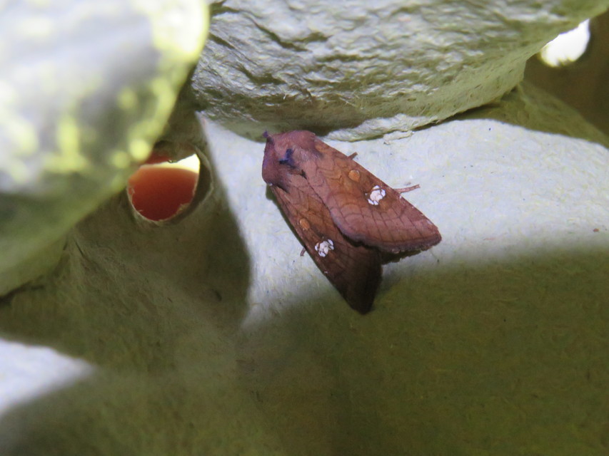 Amphipoea oculea - nagyfoltú lápibagoly