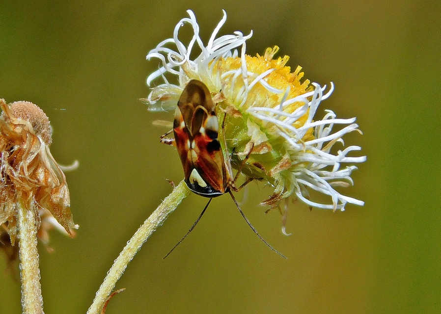 Lygus pratensis - változó mezeipoloska