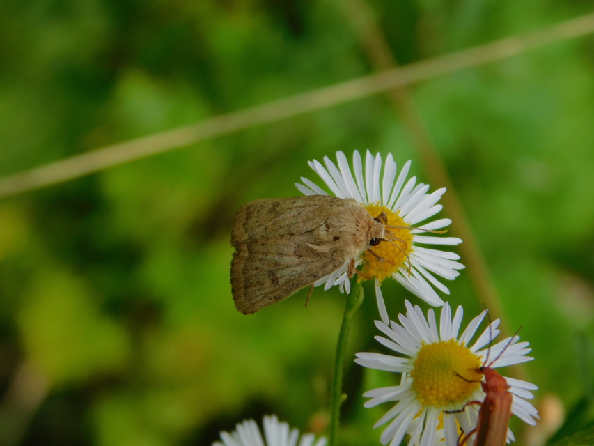 Hoplodrina octogenaria - barna selymesbagoly