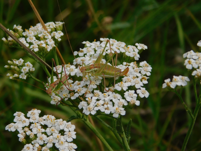 Leptophyes albovittata - közönséges virágszöcske