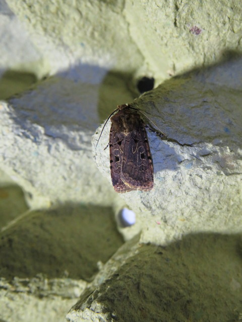 Chersotis rectangula - barna földibagoly