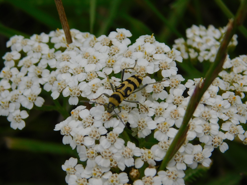 Chlorophorus varius - díszes darázscincér