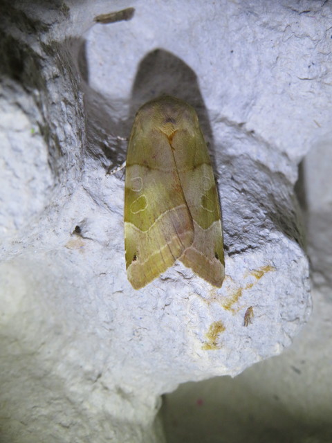Noctua fimbriata - szélessávú sárgafűbagoly