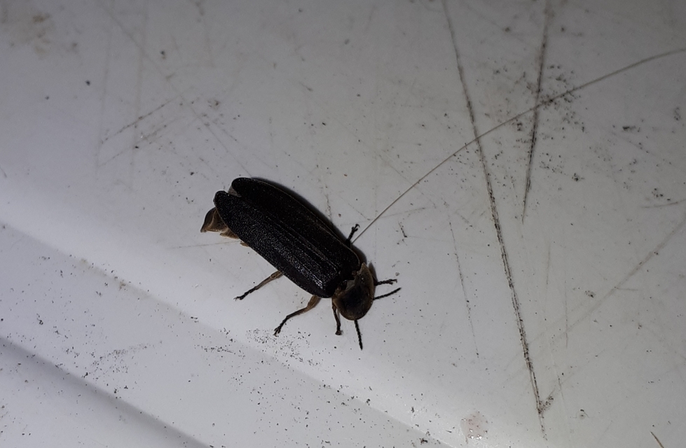 Lampyris noctiluca - nagy szentjánosbogár