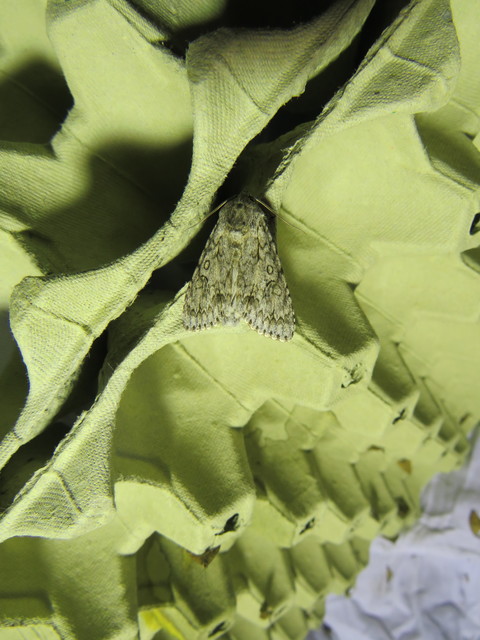 Acronicta aceris - vadgesztenye-szigonyosbagoly