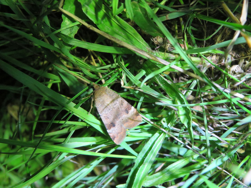 Noctua interposita - köztes sárgafűbagoly