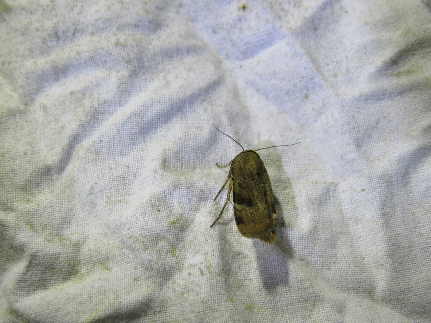 Noctua interposita - köztes sárgafűbagoly
