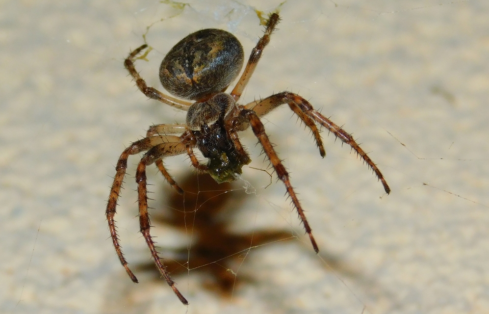 Larinioides ixobolus - ereszalji keresztespók