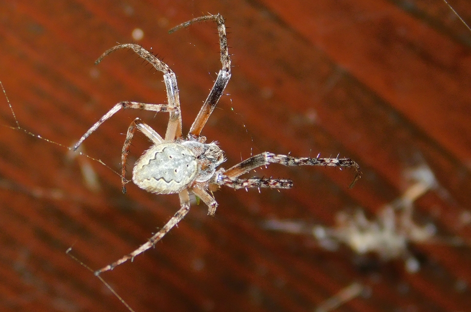 Larinioides ixobolus - ereszalji keresztespók