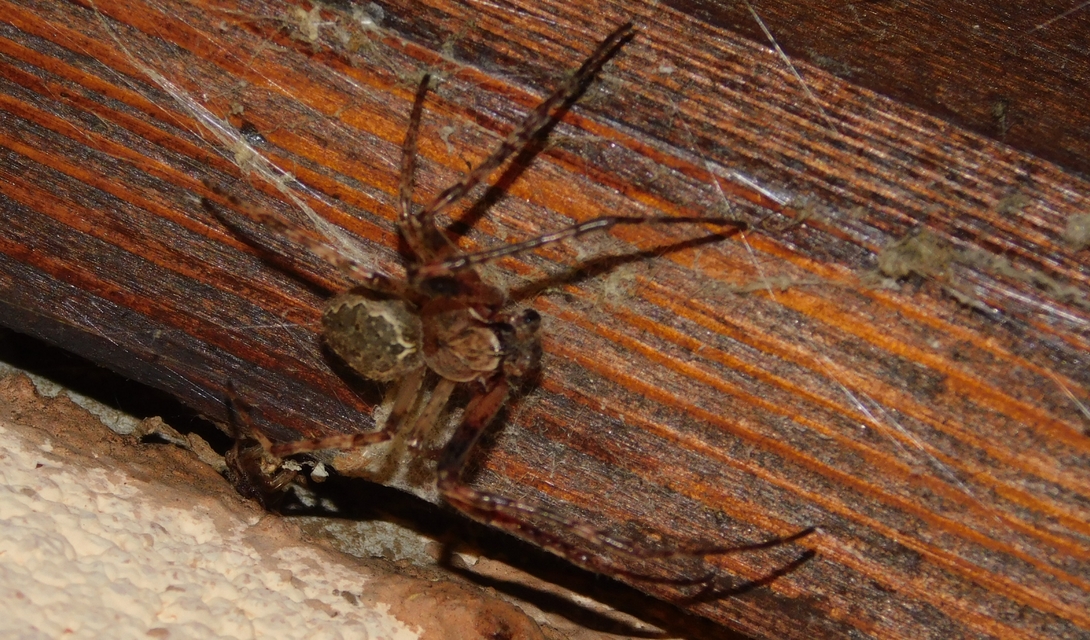 Larinioides ixobolus - ereszalji keresztespók
