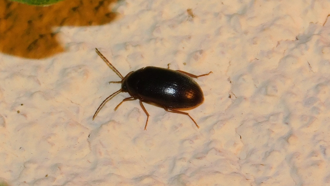 Hymenalia rufipes - rőtlábú alkonybogár