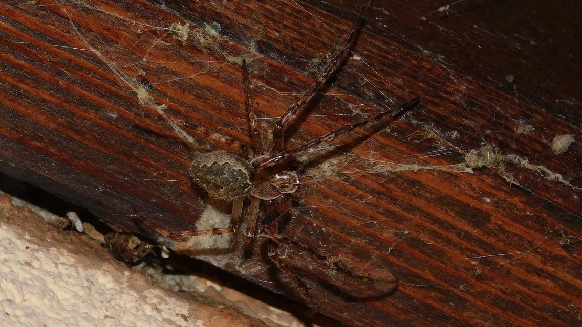 Larinioides ixobolus - ereszalji keresztespók