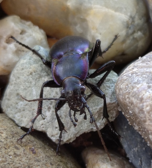 Carabus violaceus rakosiensis - rákosi kékfutrinka Carabus violaceus rakosiensis - rákosi kékfutrinka