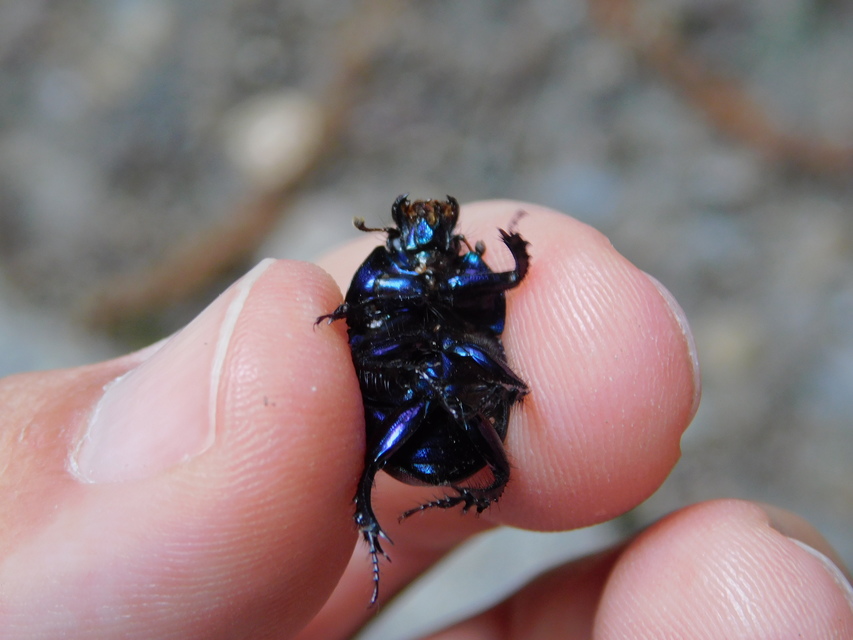 Anoplotrupes stercorosus - erdei álganéjtúró