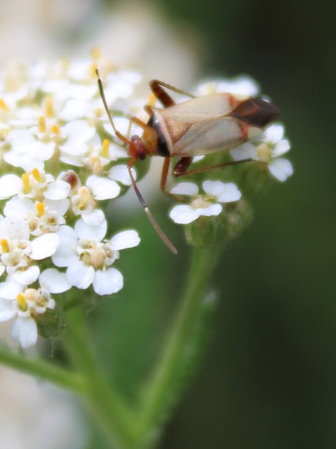 Adelphocoris vandalicus - feketevállú mezeipoloska