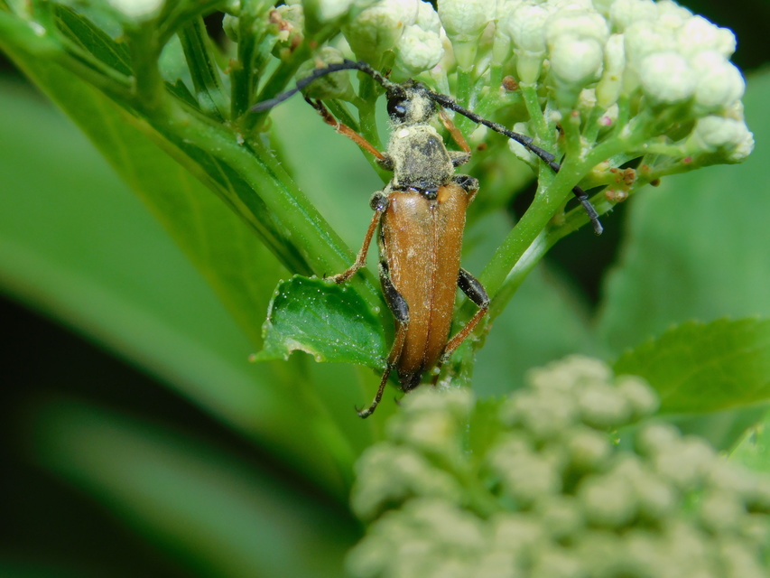 Stictoleptura rubra - vörös virágcincér